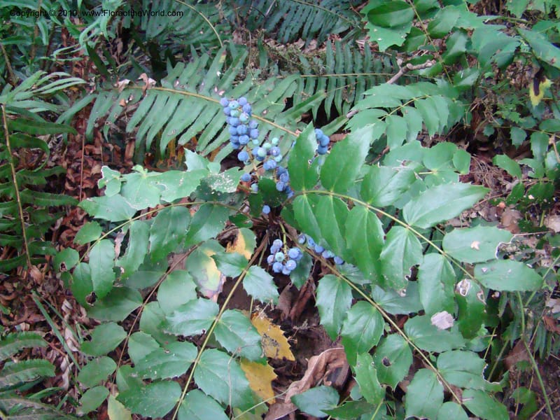 Berberis nervosa--Canada. BC. Base of Mt. Sumas. 26 Jul 08. 104.jpg