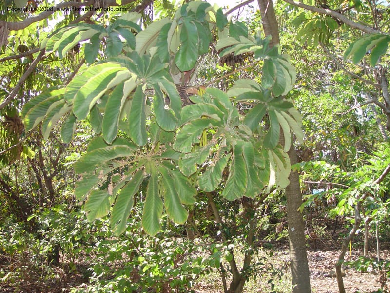 Cecropia peltata--Costa Rica. INBio Parque, San Jose. 29 Mch 03. 171.jpg