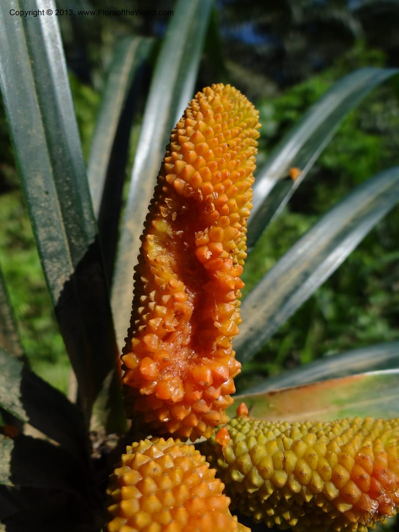 Freycinetia robinsonii var. meijeri, Callmander 1031--Malaysia. Sabah. Tahan Niaga Plantation. 8 Apr 2012. DSC07609 (42).JPG