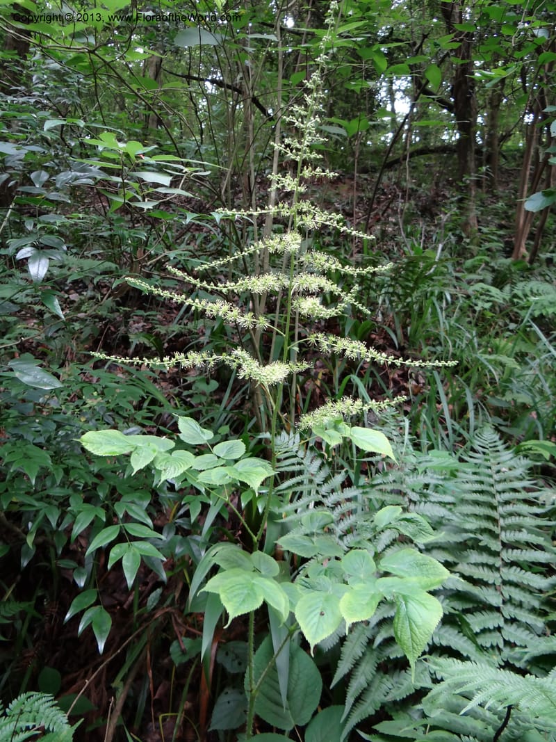 Astilbe grandis, Davidson, C 11953--China. Zhejiang Priv. Tian Mu Shan. 31 May 2012. DSC00927 (98).JPG