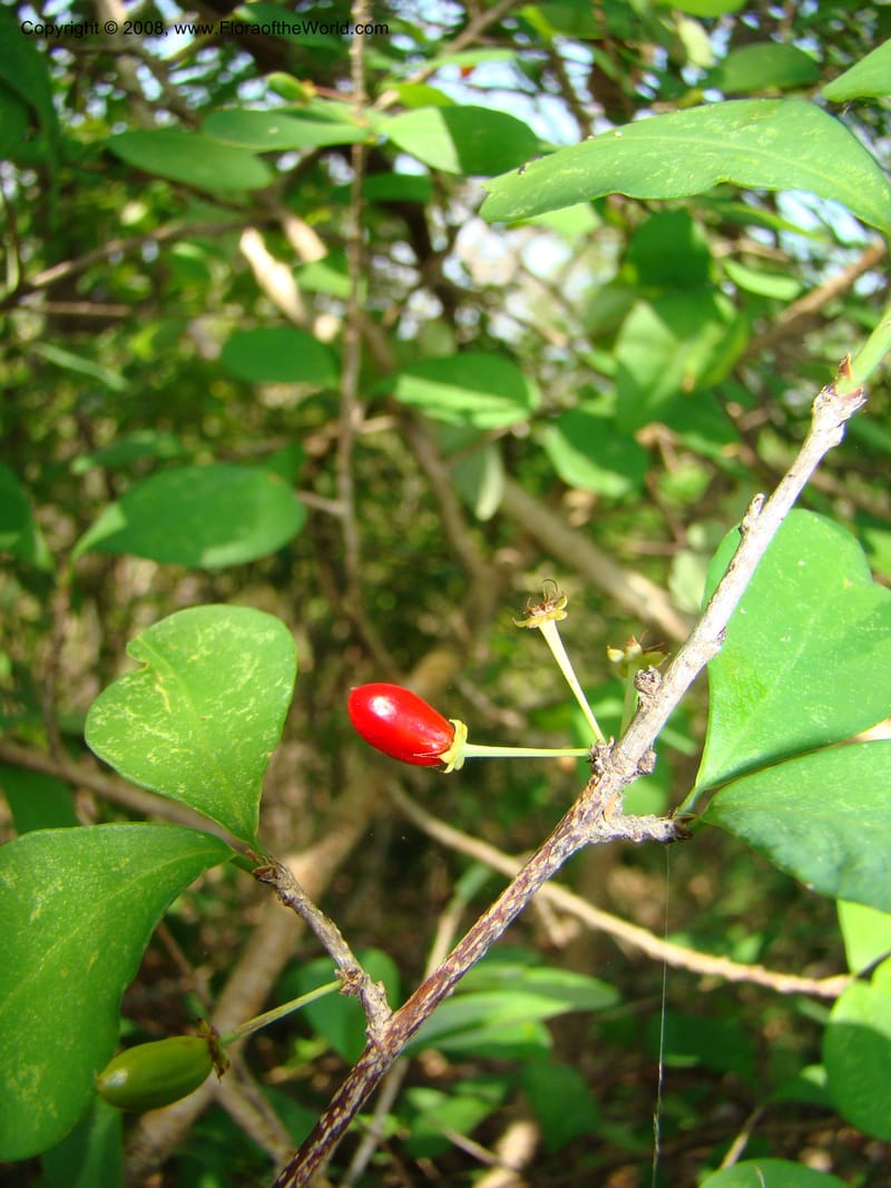 Erythroxylum havanense--Costa Rica. Guanac. Palo Verde Biol. Sta. 6-7 Apr 08. 052.jpg