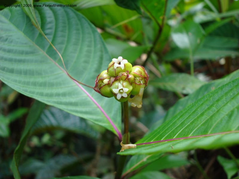 Psychotria oinochrophylla, D. Neill 15935--Ecuador.Prov.ZamoraC.WawaimePlotEcuacorriente 22 Sep 2007 063 (2).jpg