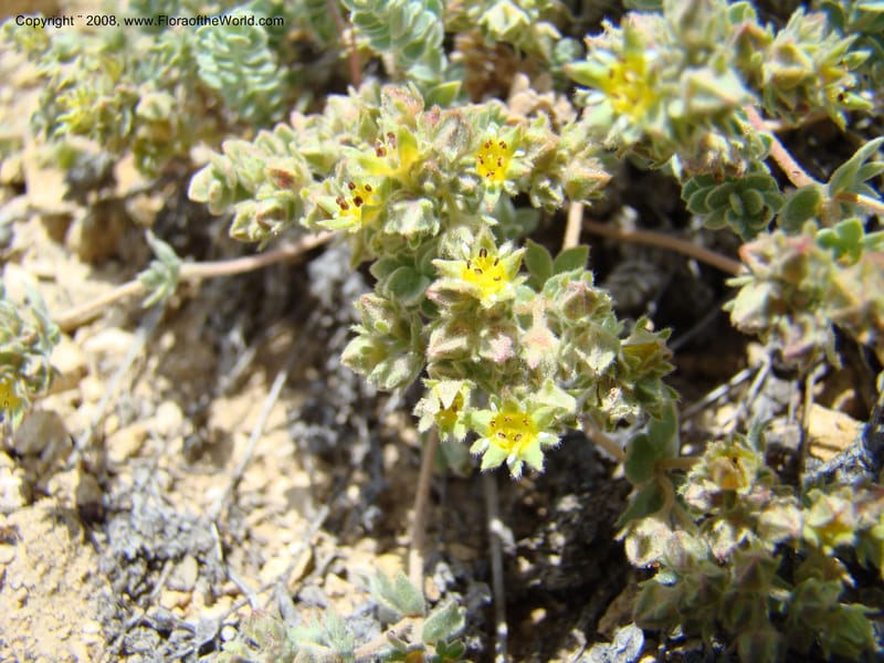 OR. Malheur Co. Leslie Gulch. 1 Jun 08. 238.jpg