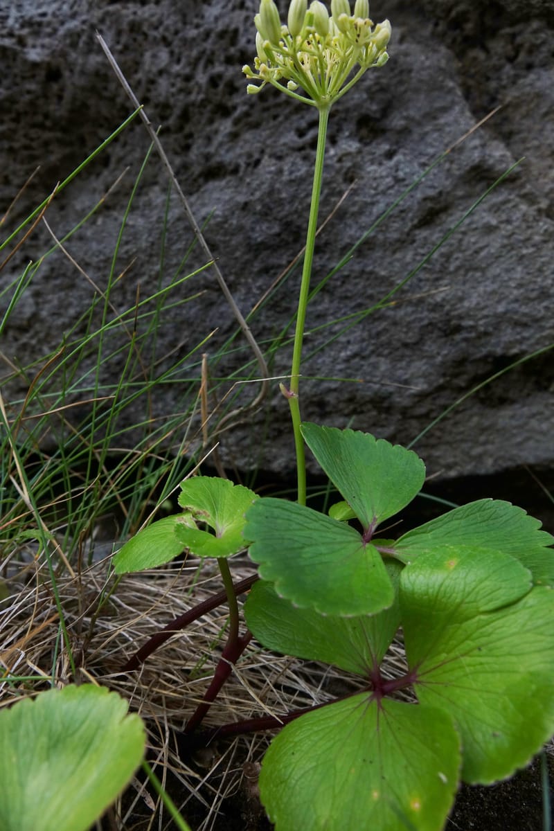 Ligusticum scoticum subsp. hultenii, Boufford 43939--Japan. Hokkaido. Konpira Cape. 5 Aug 2016. DSC01214 (24).JPG