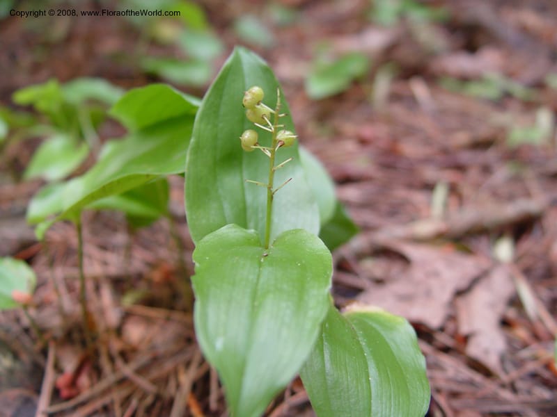 Maianthemum canadense--CT. Near Ashley Falls. Bartholomew's Cobble. 28 Jun 03. 067.jpg