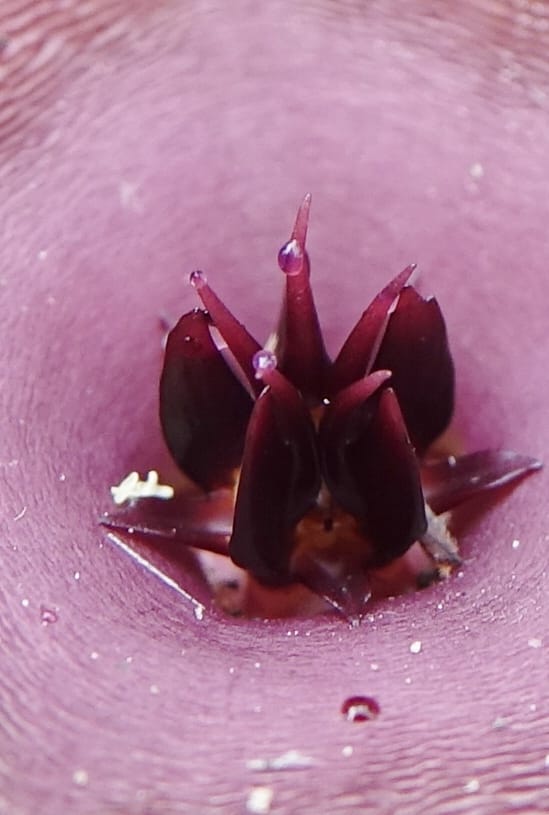 Stapelia schinzii, not. coll.--Namibia. Hwy D2859. Odom 418. 30 March 2018. DSC04324 (240).JPG