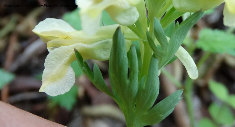 Corydalis, Not collected--China. Sichuan. ShaShiDuo. 8 May 2014. DSC04232 (143).JPG