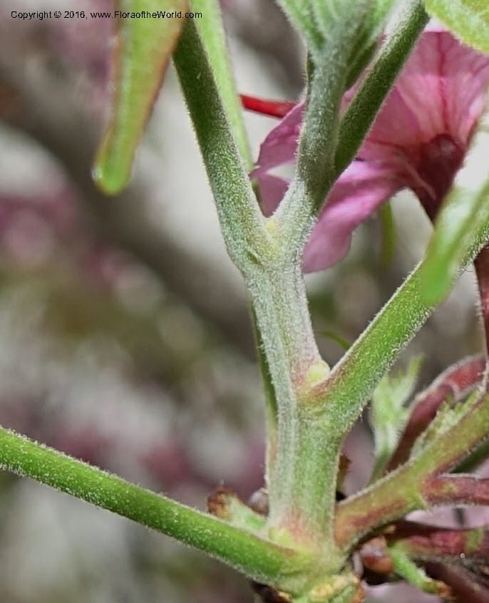 Ungnadia speciosa, Davidson, C 13072--Texas. Galveston. 18 Mar 2016. DSC00038 (52).JPG