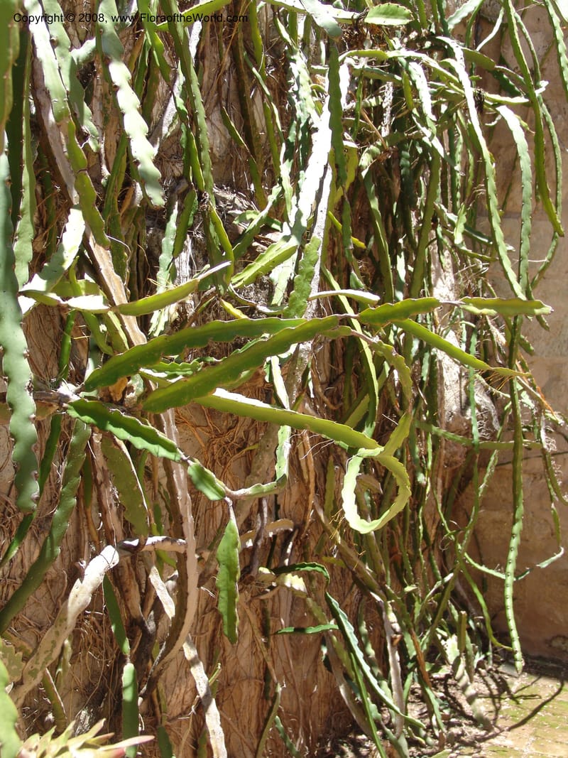 Heliocereus undatus, s.n.--MX. Oaxaca. Oaxaca. Jardin Etnobotanico. 5 Aug 2007. 501.jpg