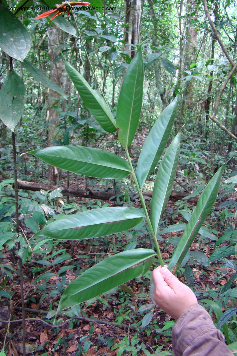 Heliconia, R. Vasquez 34662--Peru. Loreto. Dist. Nauta. Pac. Samiria. Rio Yanayacu. 7 Nov 08. 169 (3).jpg