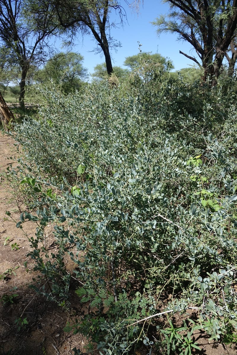 Gymnosporia senegalensis, L. Nanyeni 1166--Namibia. Hwy B1 S of Okahandja at Swakop R. bridge. 16 May 2018.  (67).JPG