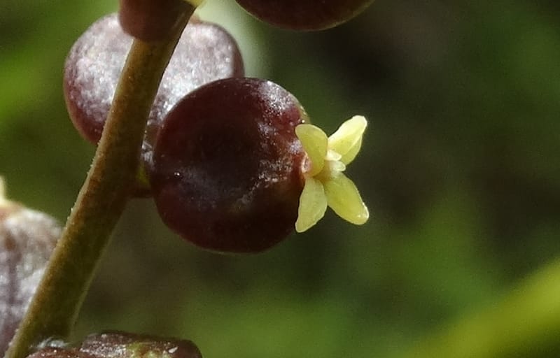 Polyscias joskei, Plunkett, C 3177--Fiji. Delaikoro Mtn. 3 Nov 2015. DSC08393 (62).JPG