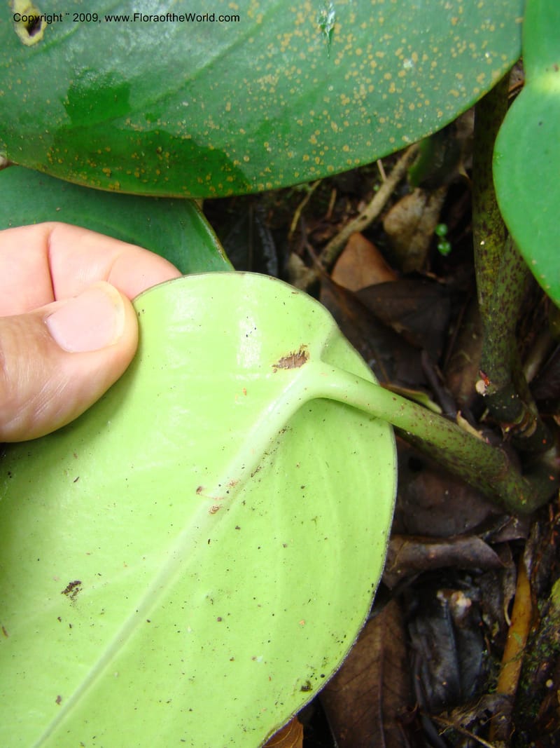 Peperomia hernandifolia, WDStevens27264--Nicaragua. Matagalpa. Cerro Picacho at Selva Negra. 16 Jun 08. 024.jpg