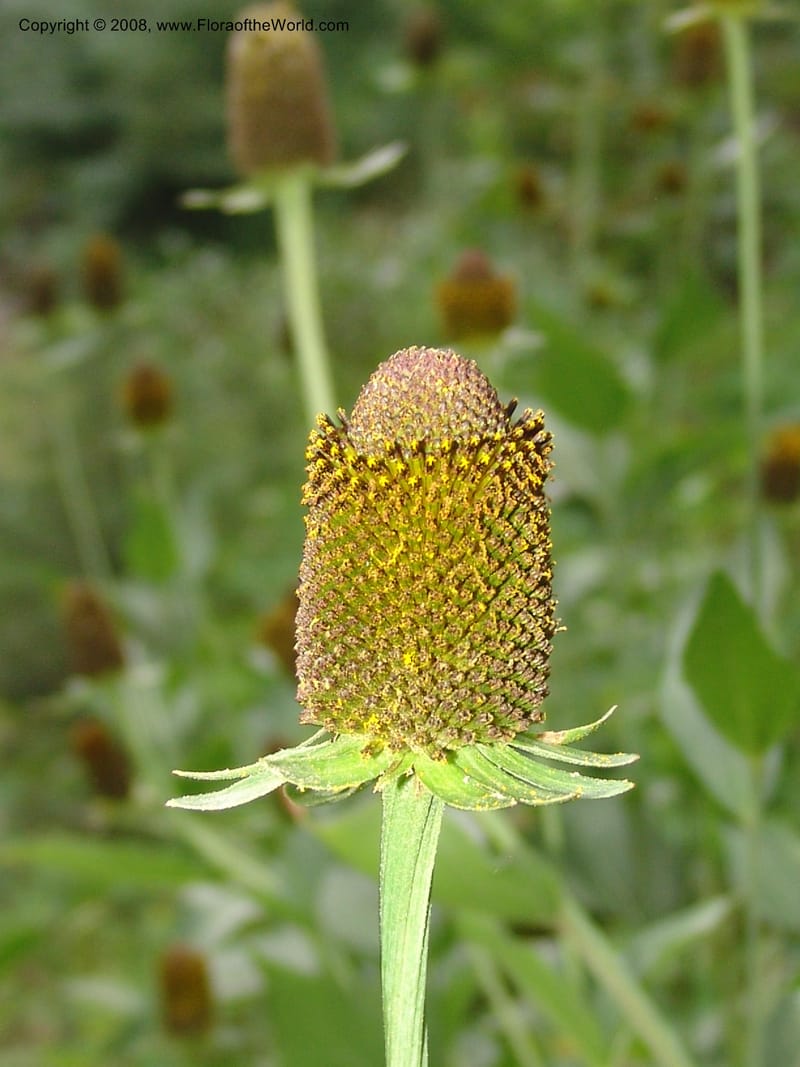 Rudbeckia occidentalis, CDavidson11111--ID. Adams Co. For. Serv. Rd. 453, to Goose Lk. 20 Jul 07. 098.jpg