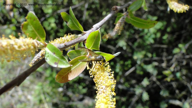 Salix, N. Martinez Melendez 2758--MX. Oaxaca. Camino Ixtlan-Talea. 15 Sept 2010. 278 (213).jpg