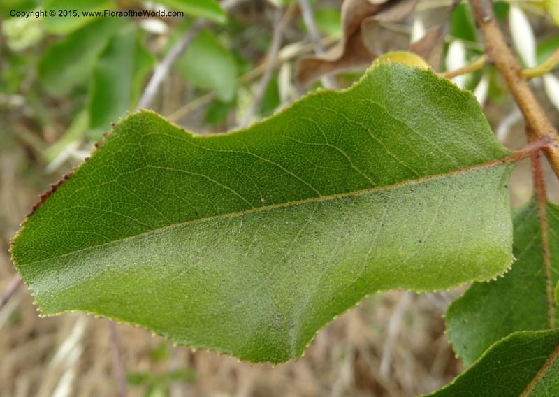 Escallonia pulverulenta--Chile. Jardin Botan., Univ. Talca. 22 Nov 2014. DSC06072 (46).JPG