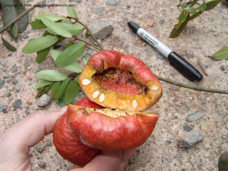 Tambourissa parvifolia, R.Ranaivojaona1324--Madag.  Prov. Fianar. Ranomafana Nat. Pk. 11 Jan 06. 057.jpg