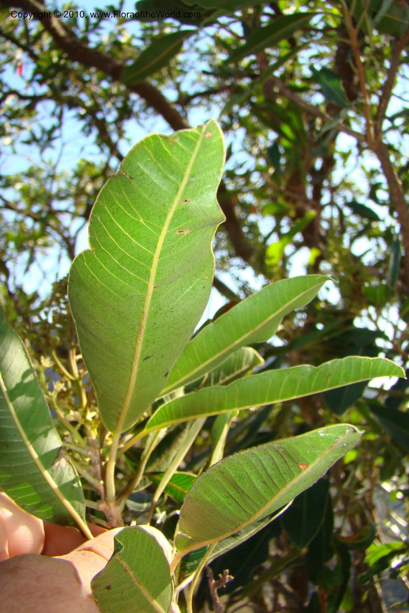 Protorhus longifolia, D. Styles xx--South Africa. KwaZulu-Natal. Kloof Gorge, Durban. 29 Aug 09. 001 (7).jpg
