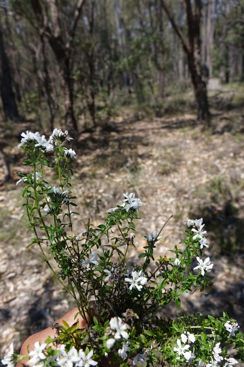 Logania serpyllifolia, Davidson, C 13471--Australia. W.A. Albany Hwy, odom 33.5. 28 Oct 2016. DSC05957 (10).JPG