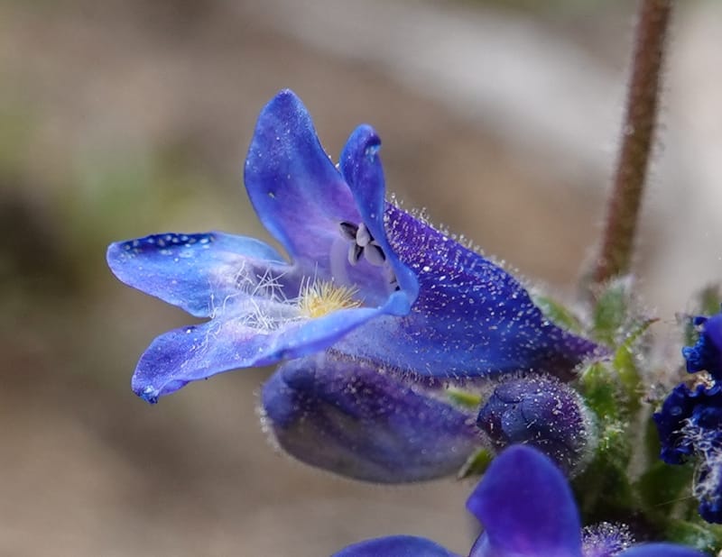 Penstemon albertinus, C. Davidson 13840--ID. Shoshone Co. Freezeout Rd. FR 301. 10 Jul 2018. DSC06582 (269).JPG