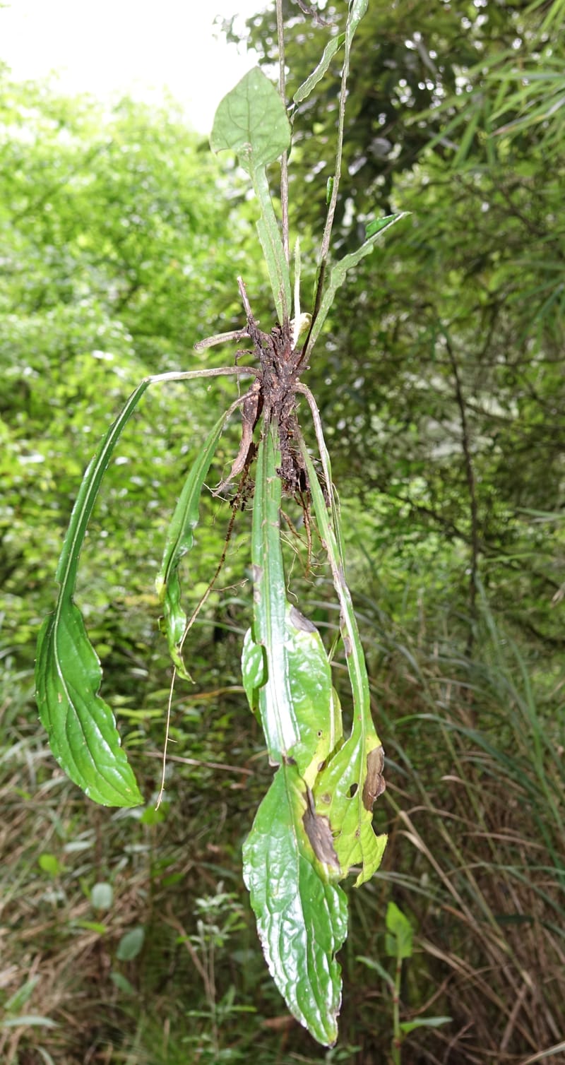 Ainsliaea latifolia, Tseng Yu-Hsin 1331--Taiwan. Taroko Nat. Park. Mt. Bilu Trail. 21 May 2016.  (158).JPG