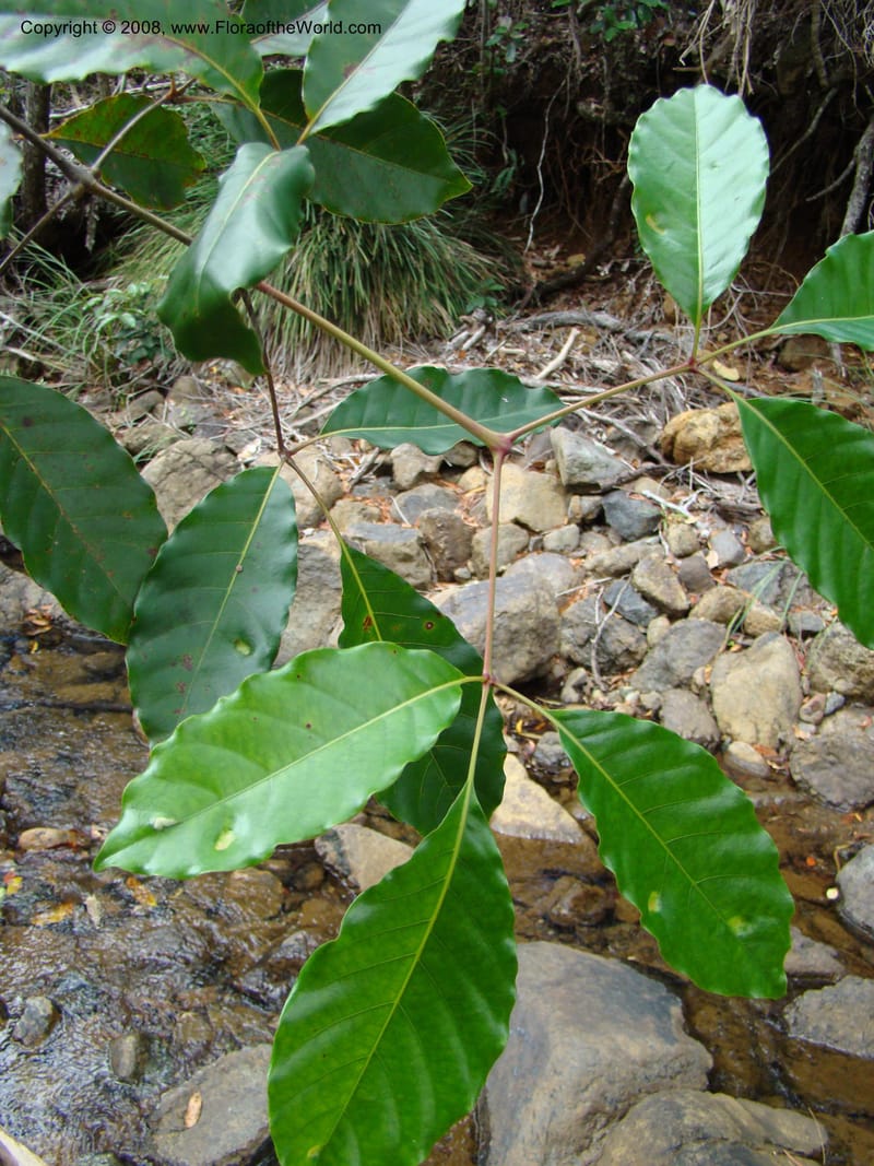 Geissois, JMunzinger4685--N.Caled. RT 1, Avangui For., Hervrouet Cr. 12 Nov 07. 064.jpg