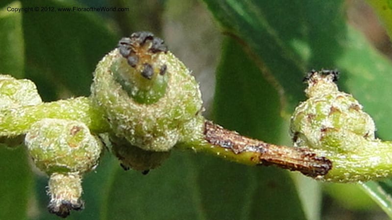 Quercus sebifera, H. Gomez Dominguez 2806--MX. Chiapas. Crucero Trinitaria y  Montebello. 21 Sept 2010. 198 (17).jpg
