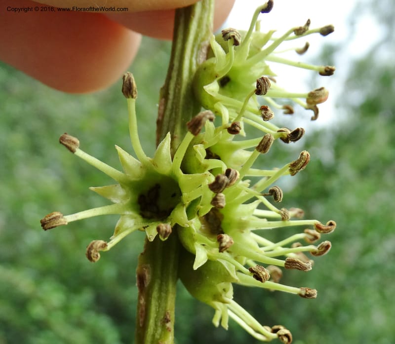 Octomeles sumatrana, Davidson, C 12682--Sabah. Danum Valley. 4 Oct 2014. DSC01741 (358).JPG