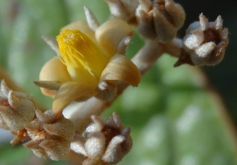 Argophyllum, Lowry, P 7423--New Caledonia. PinPin. 20 Nov 2015. DSC03938 (71).JPG