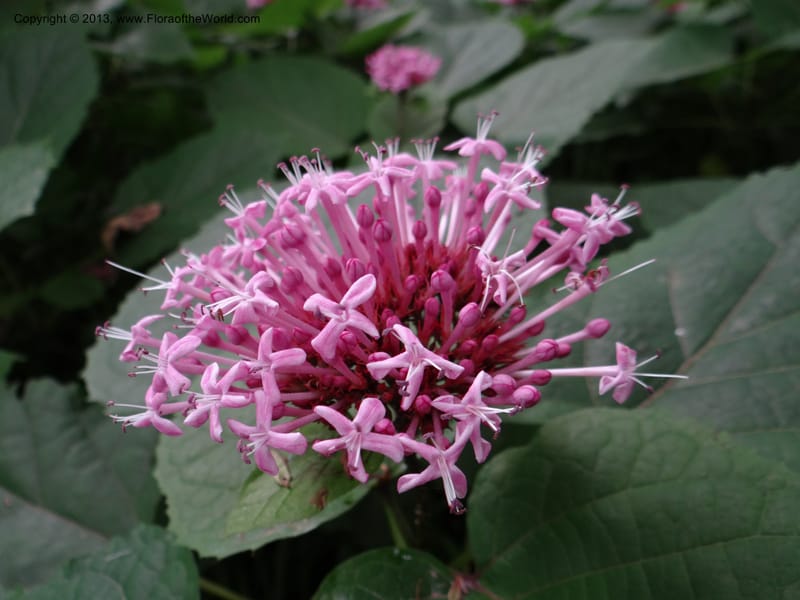 Clerodendrum bungeanum--China. Hangzhou. Hangzhou B. G. 10 Jun 2012. DSC02727 (39).JPG