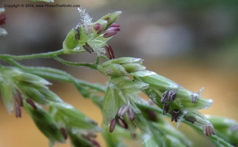 Torreyochloa pallida var. pauciflora, Davidson, C 12609--Idaho. Valley Co. Payette Lake. Sylvan Cr. 20 Jul 2014. DSC00669 (62).JPG