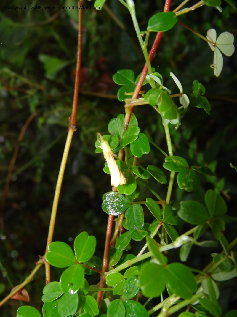 Oxalis, Croat94379--Ecuador. Prov. Pichincha. Reserva Bellavista. 9 Feb 05. 077.jpg