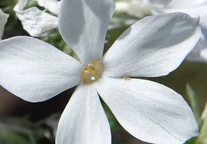 Phlox hoodii, C. Davidson 13543--ID. Blaine Co. Rock Creek Preserve. TNC. 13 May 2017. DSC00171 (60).JPG