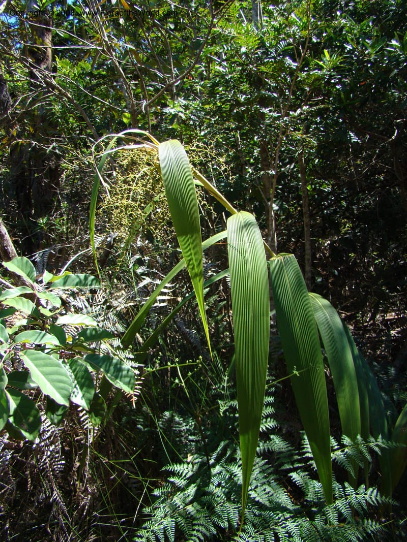 Joinvillea, JMunzinger4656--N.Caled. Dumbea Dam in Dumbea Riv, S of Noumea. 11 Nov 07. 096.jpg