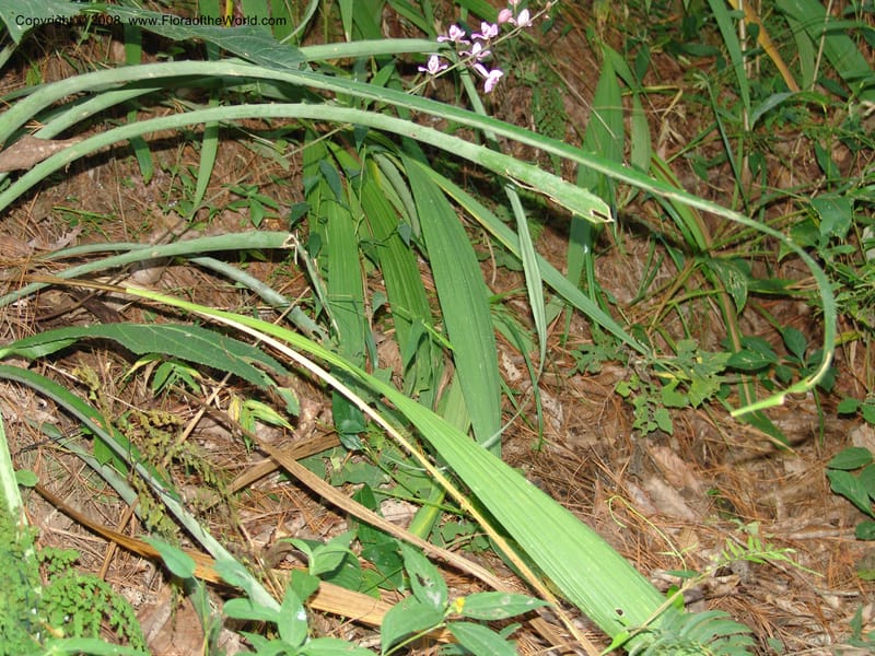Bletia purpurea, N.Martinez592--MX. Chiapas.  Camino Finca Prusia a Queretaro. 12 Nov 04. 018.jpg