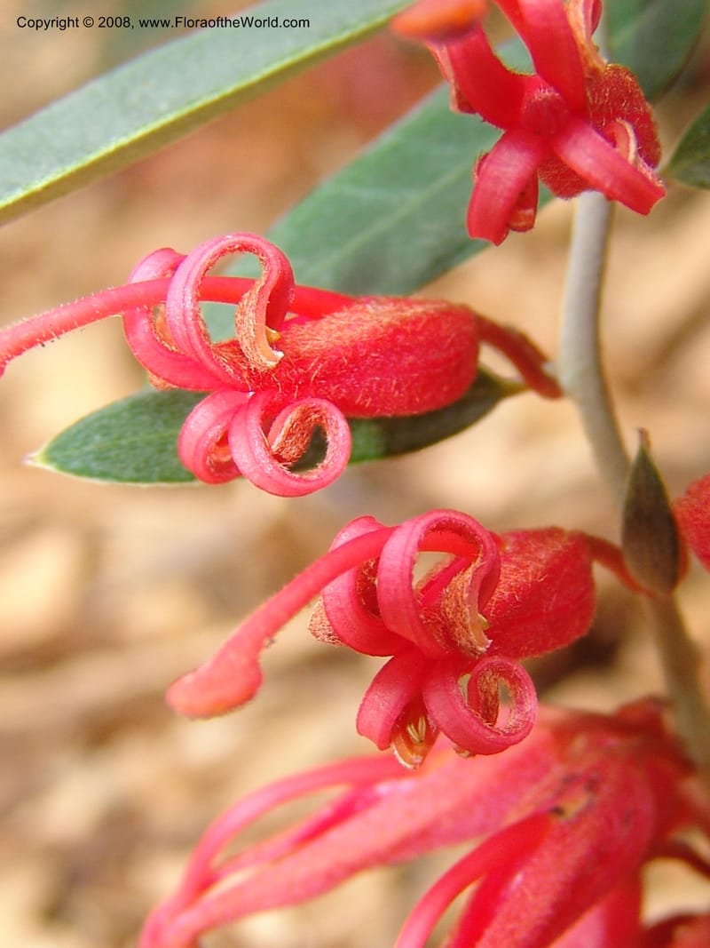 Grevillea victoriae, 2002.0250--CA. San Francisco Arboretum. 9 Aug 07. 384.jpg