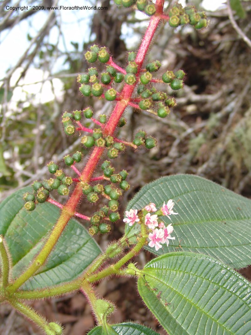 Tococa, DNeill15846--Ecuador. Prov. Zam. Ch. C. del Condor. Silica mine, Las Orq. 18 Sep 07. 230.jpg