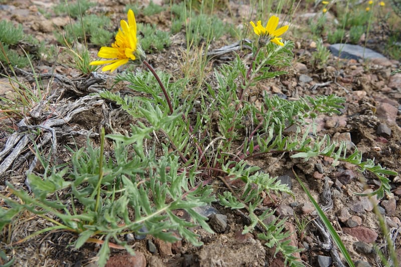 Balsamorhiza hookeri, C. Davidson 13555--ID. Blaine Co. Rock Creek Preserve. TNC. 13 May 2017. DSC00171 (291).JPG
