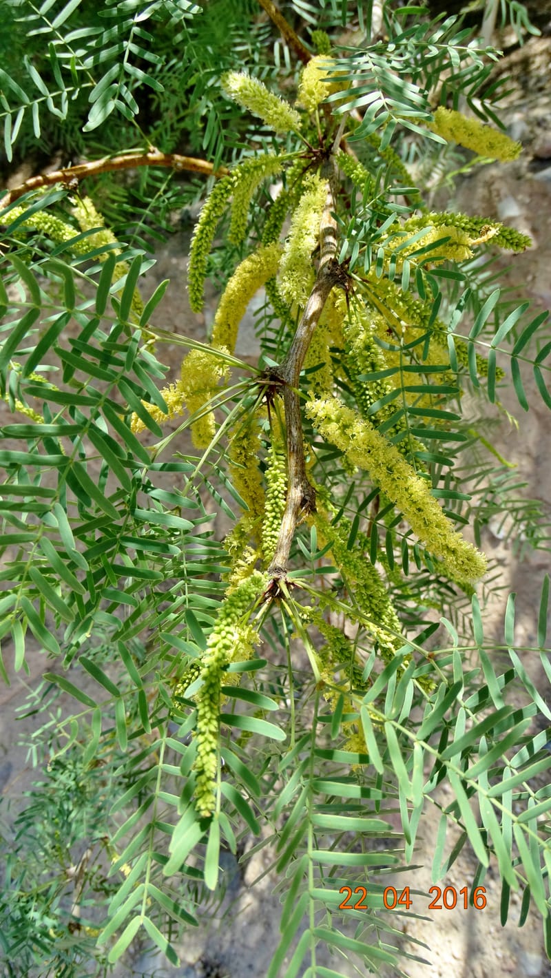 Prosopis glandulosa torreyana, Davidson, C 13168--California, Afton Canyon, 22 Apr 2016  8301 (16).JPG