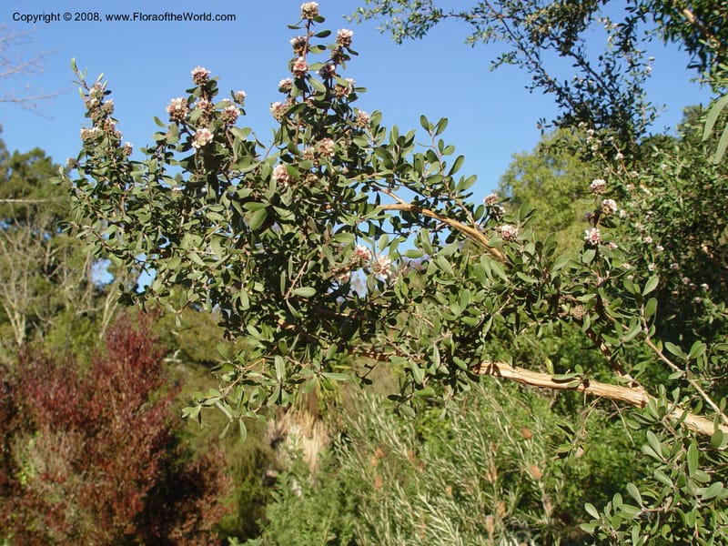 Kunzea baxteri, 76.0035--CA. UC Berkeley Bot. Gard. 10 Feb 04. 169.jpg