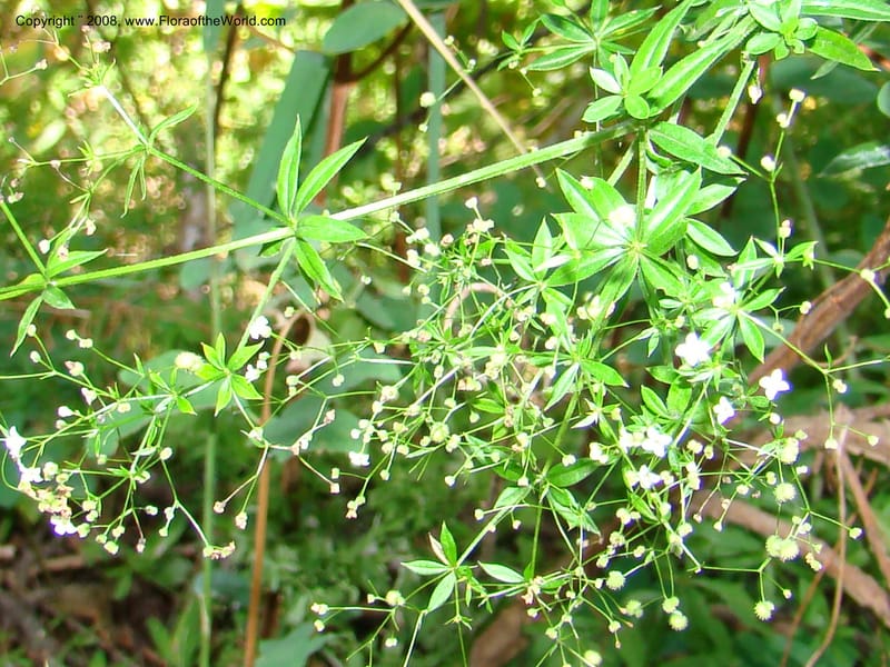 Galium asperrimum, CDavidson11269--ID. Valley Co. Sylvan Beach, Payette Lake. 24 Aug 08. 127.jpg