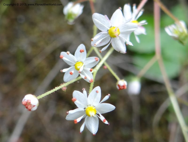 Saxifraga mertensiana, Davidson, C 12120--Calif. Trinity Co. Hwy 299. 15 Apr 2013. DSC03030 (12).JPG