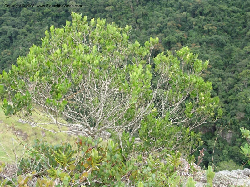Olea capensis ssp enerve--So.Africa. E. Cape. Umtamvuna Nat. Res. 11 Mch 05. 274.jpg