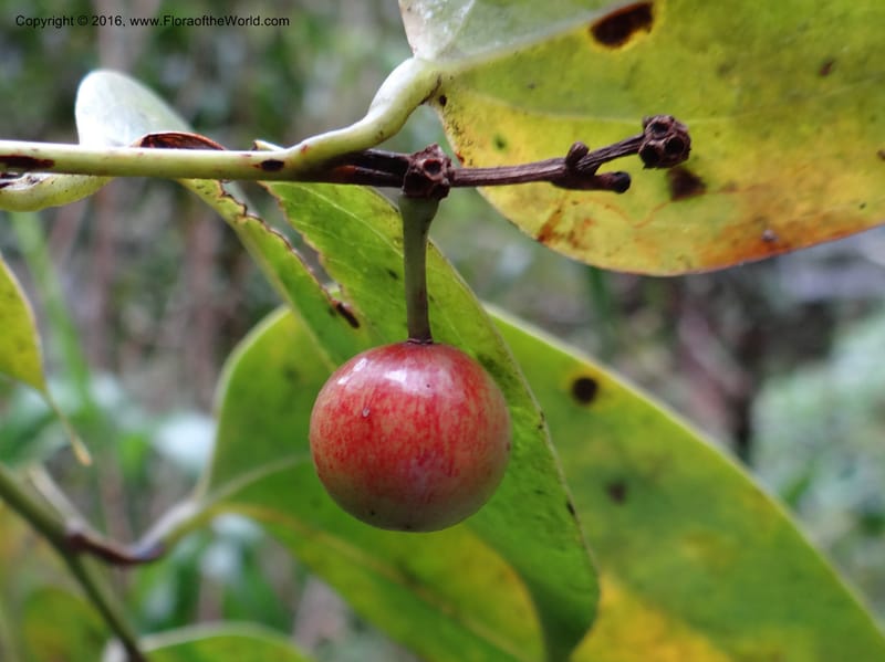 Smilax, Ulloa, C 2268--Ecuador. Zamora-Chinchipe. San Francisco. 28 Sep 2012. DSC05248 (342).JPG
