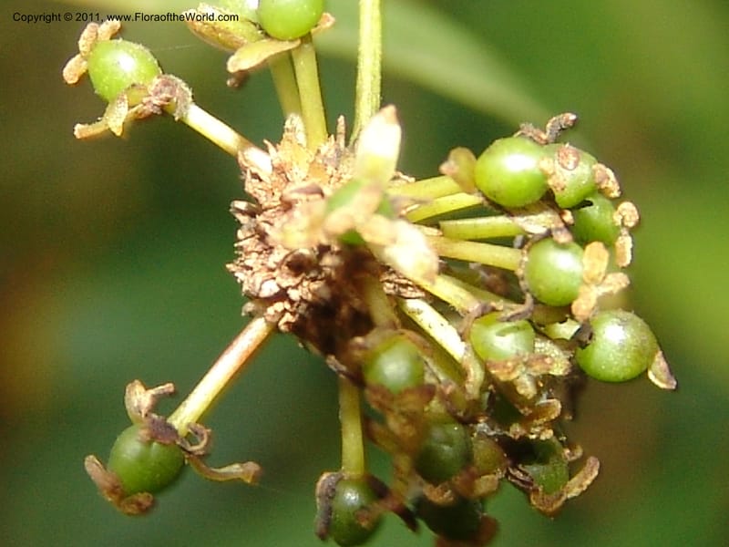 Smilax obliqua, RVasquez 31461--Peru. Prov. Oxa. Parq. Nac. Yanachaga Chemillen. 12 Oct 06. 177 (14).jpg