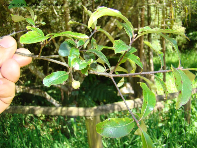 Pittosporum tenuifolium, C. Gemmill 648--New Zealand. Waikato Distr. Puke Moke Moke Res. 26 Nov 07. 169 (1).jpg