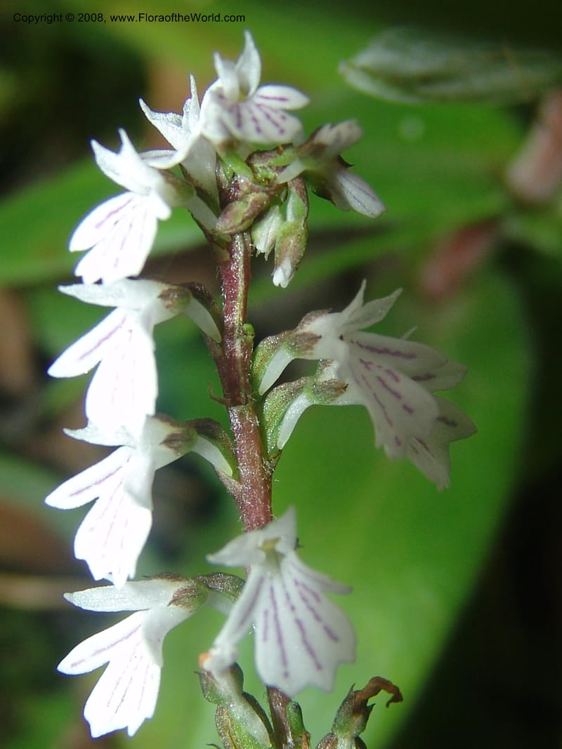 Holothrix holoceras--So.Africa. Mpumal. Buffelskloof Private Nat. Res. 17 Mch 05. 408.jpg