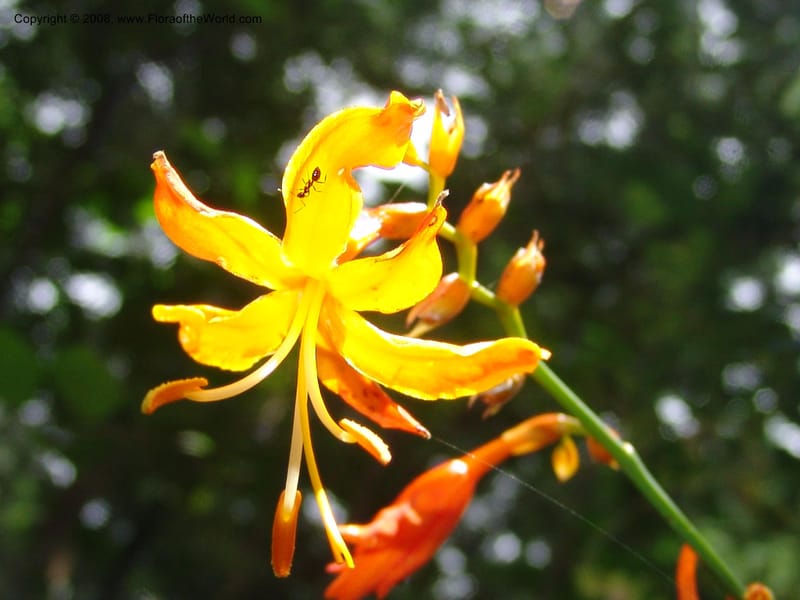 Crocosmia aurea--So.Africa. KZN. Midl. Meand. Granny Mouse. 13 Mch 05. 098.jpg