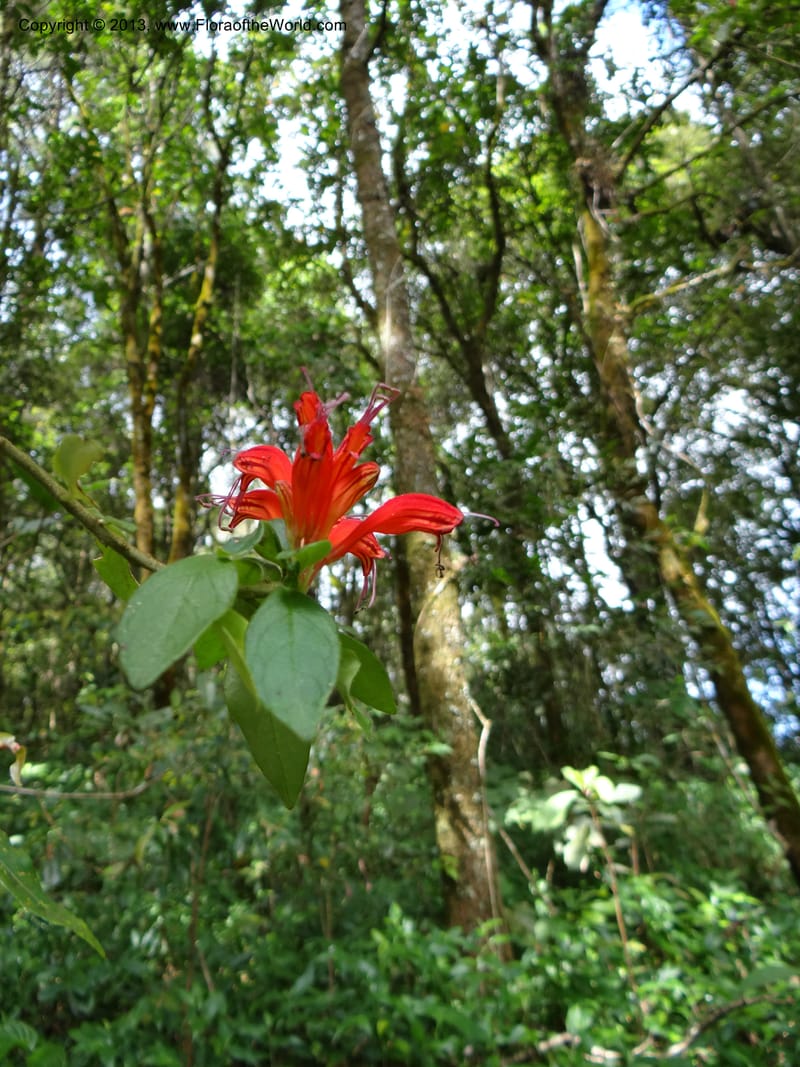 Aeschynanthus, VC 5477--Thailand. Chiang Mai Prov. Doi Suthep Pui Nat. Park. 7 Nov 2012. DSC07362 (179).JPG