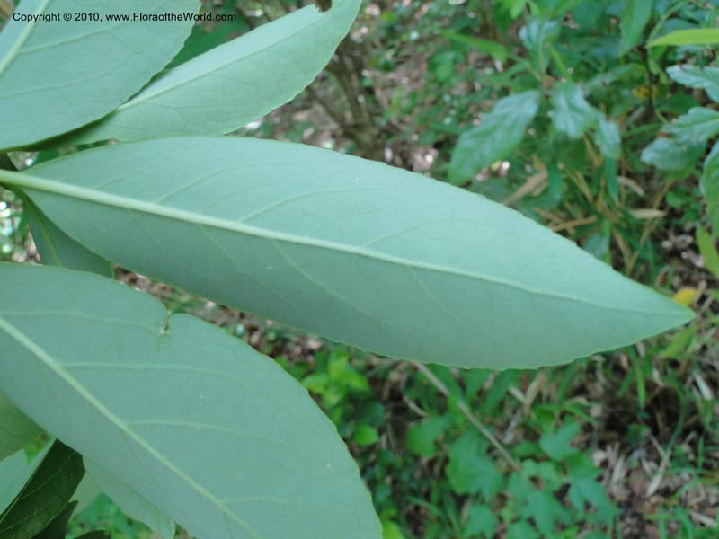 Symplocos tinctoria, Mori, S 27399, USA, North Carolina, Johnson Co., Hwy 50, 3 km SE of Benson, 21 May 2010 (23).JPG